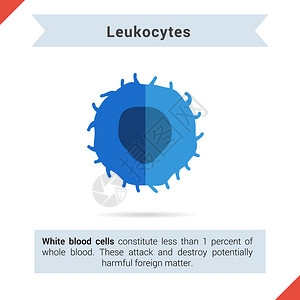 平面图标Leukocytes单元格及其组件图片