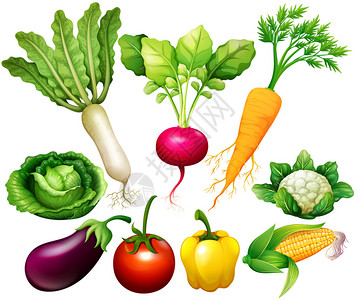 各种蔬菜插图所有种图片
