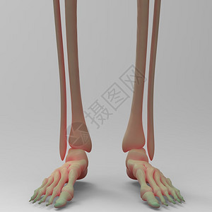人体骨骼腿关节的3D插图图片