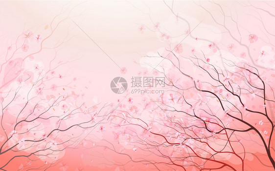 樱花枝美丽的春天图片
