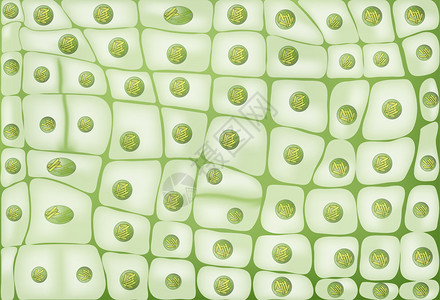 细胞分裂背景植物细胞插画