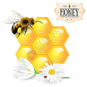 蜜蜂窝雏菊和蜂蜜标签在白色背景上隔图片