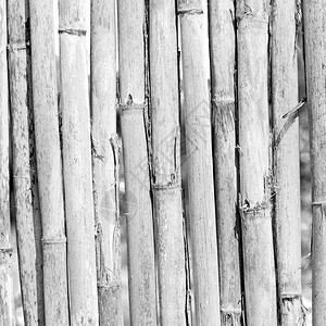 竹木和植物的抽象背景纹理图片