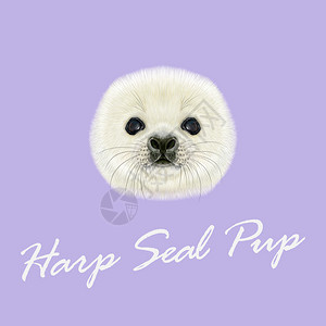 哈普海豹Pup的矢量光学肖像紫罗兰背景的哈普海豹宝图片