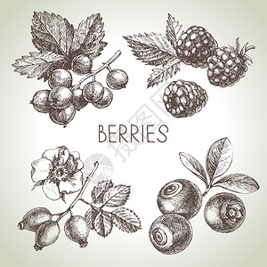 手工绘制草图莓套件生态食图片