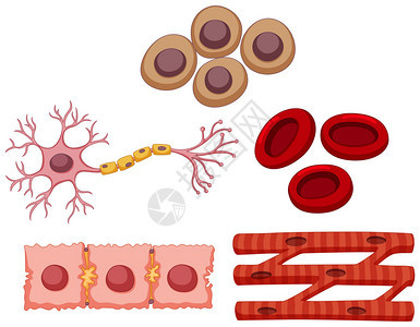 不同类型的干细胞插图背景图片