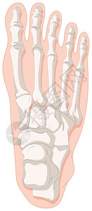 用于痛风脚趾插图的骨x射线插画