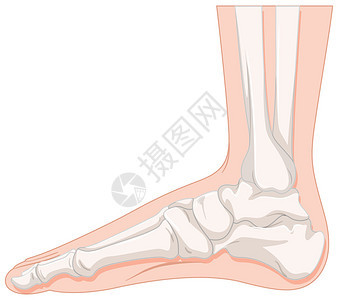 人体插画的脚骨图片