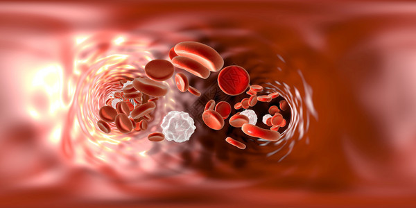 血管内的全球形全景360度视图显示红细胞和白细胞图片