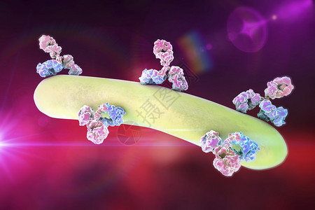 以多彩背景攻击细菌的抗体Immunoglobulins图片