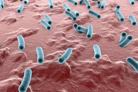 皮肤表面的细菌粘膜或肠道Esherichia大肠SalmonellaMycobactium结核病模型模拟电子显微图片