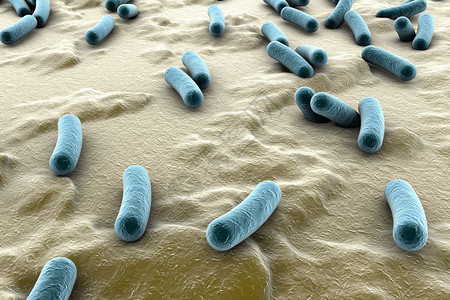 皮肤表面的细菌粘膜或肠道Esherichia大肠SalmonellaMycobactium结核病模型模拟电子显微图片