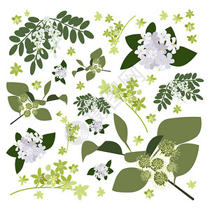 椴木花菇一组画野花草药和叶子画田间植物平面风格的植物插图彩色花卉收藏手绘矢量图像插画