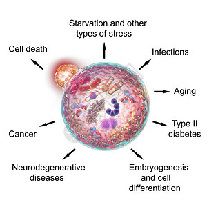 诺贝尔医学奖感染细胞质高清图片