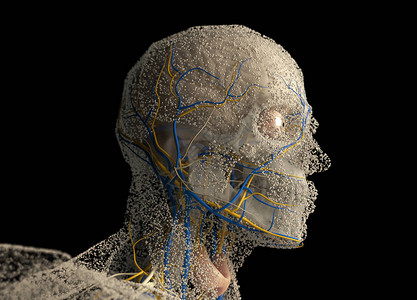 人体解剖头3D插图背景图片
