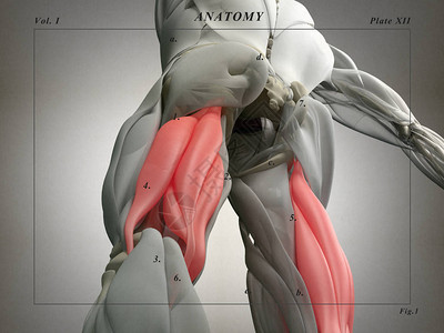 腘绳肌群解剖模型3d插图图片