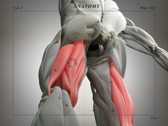 腘绳肌群解剖模型3d插图图片