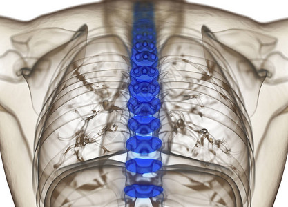 人体脊柱椎间盘解剖模型3d插图图片