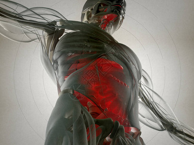 消化系统解剖模型3d插图图片