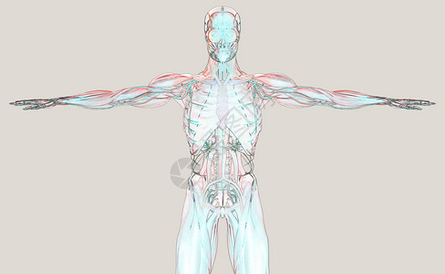 医学教育人体解剖模型3D插图设计图片