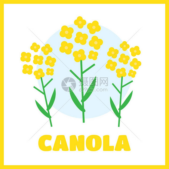 Canola花矢量插图图片