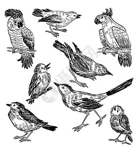 野生动物鸟类的手绘图背景图片