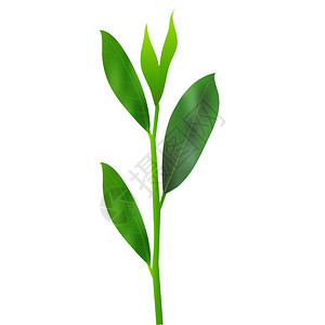 绿茶叶图标图片