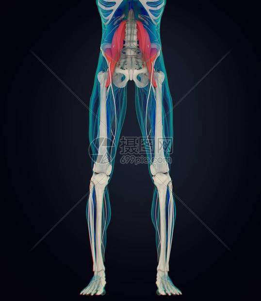 psoas解剖模型图片