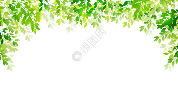 新鲜的绿叶色背景背景图片