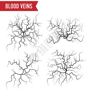 人类血液矢量白分离的血液动脉血脉系列图片