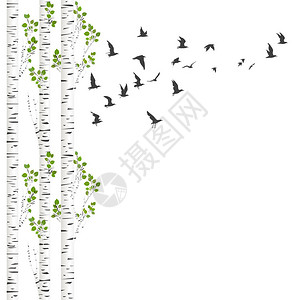 白桦树和鸟儿飞翔的背景背景图片