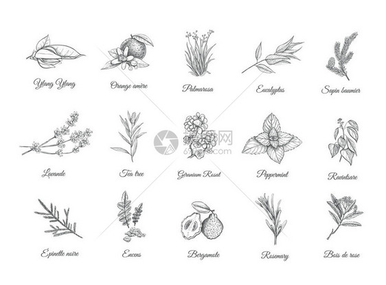 草药和香料组图片