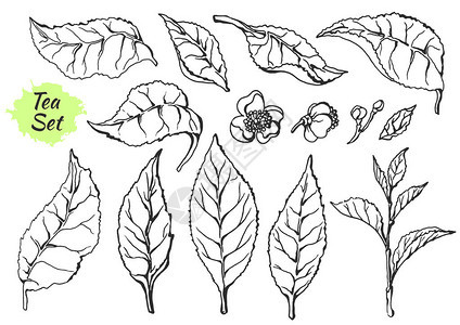 茶树灌木的部分支与叶子和花朵的集合植物绘图草图实际的自然有机产品在白色背景eps10背景图片