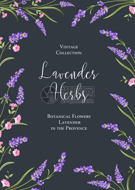植物花卉海报书法标志在蓝色背景的薰衣草香与薰衣草樱花和玫瑰花夏花深色背景上的花卉图片