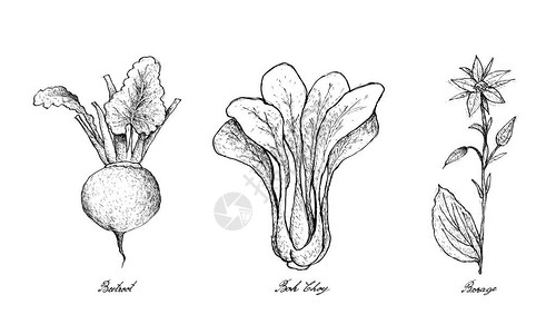 蔬菜沙拉手拔画的鲜菜新鲜绿色甜菜根插图BokChoy和白背图片