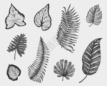 不同复古植物的叶子图片