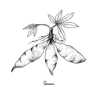 迪奥接根植物和土豆蔬菜插画