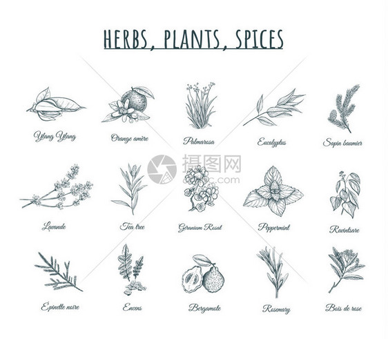 草药植物和香料矢量图草药植物香料套装有机治疗草药植物香图片
