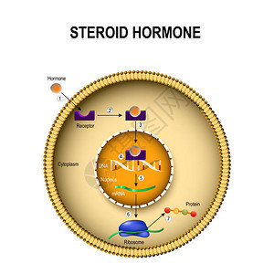 类固醇激素如何起作用激素与细胞内受体的相互作用人体内图片