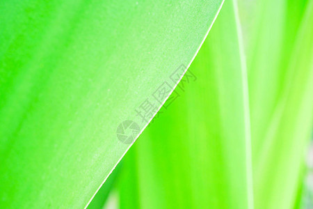 草和露水抽象背景以高调近距离拍摄的绿叶柔和的绿色模糊颜色新鲜的绿色叶子极端特写镜头和宏图片