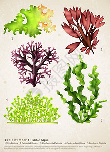 装有不同水下植物图像的现实海藻图片