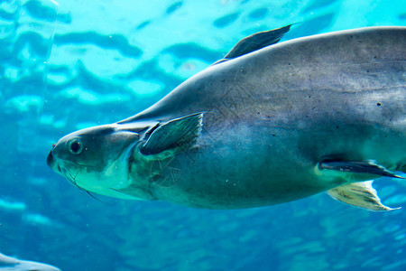 老年旅游新加坡河川生态园和新加坡动物园水族馆插画