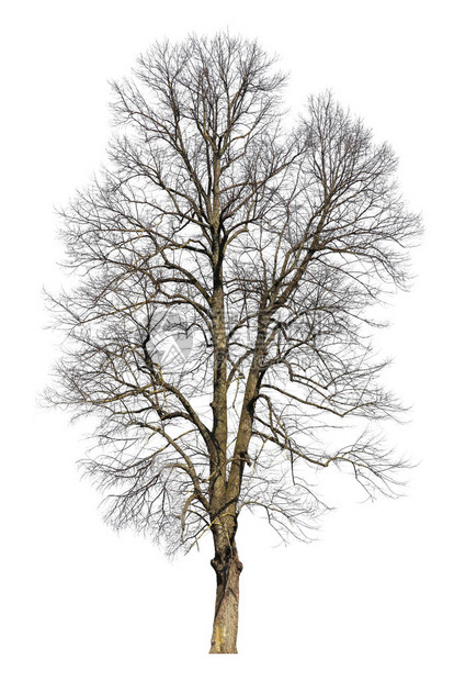 冬天的树与世隔绝的照片图片