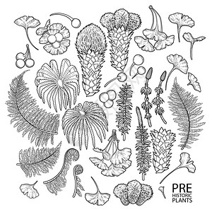 白背景上孤立的图形史前植物集彩色书籍页面设计NameColoringbook背景图片