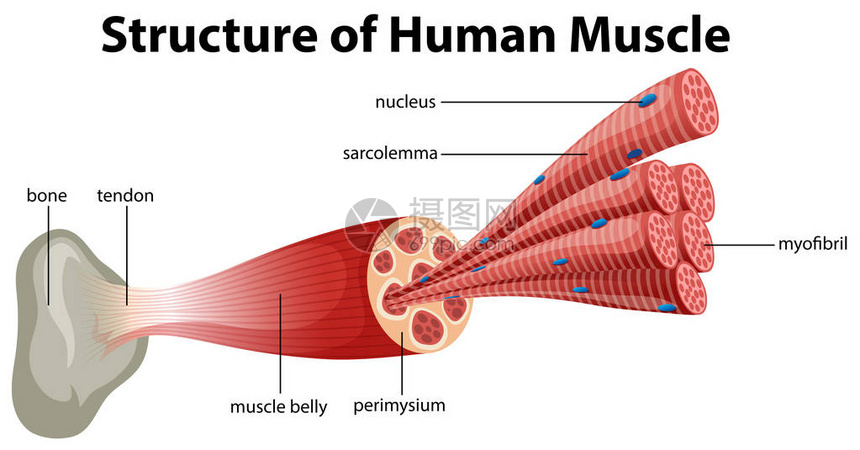 人体肌肉结构图图片