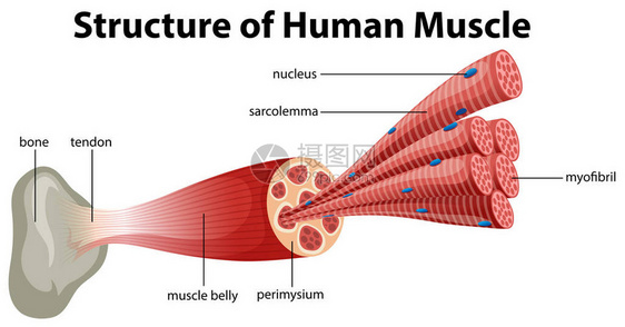 人体肌肉结构图图片
