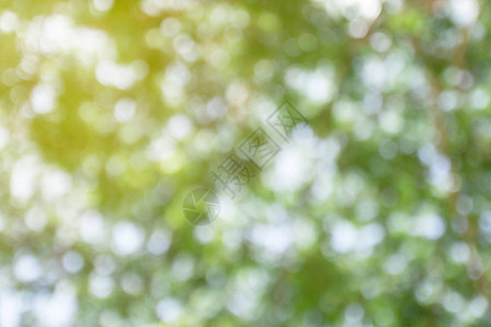 自然抽象模糊背景上的绿色散景来自树的绿色散景散景背图片