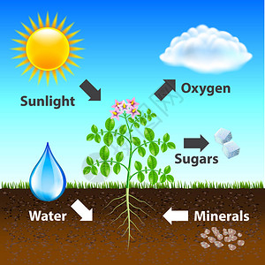 光合作用图表矢量背景摄影现图片