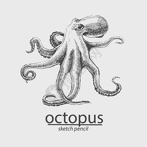奥克托普斯海洋居民草图片