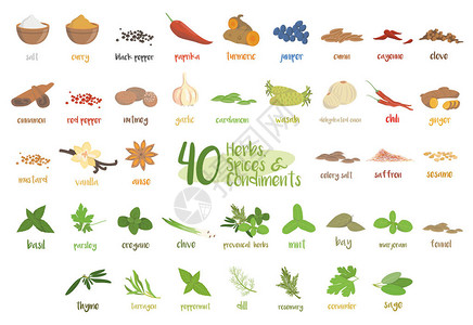 一组40种不同的烹饪草药物种和调味品图片